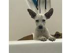 Adopt Deadpool a Feist
