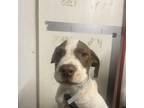 Adopt Jimmy a Labrador Retriever, Hound