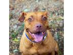 Adopt Wrigley's Big Red a Labrador Retriever, Hound