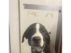 Adopt Jaden a Labrador Retriever, Hound