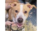 Adopt Squid a Labrador Retriever