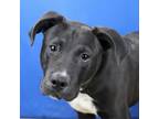Adopt 3 Speed 081502S a Black Labrador Retriever