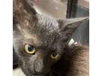 Adopt Witty 081507S a Domestic Short Hair