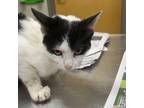 Adopt Lazer 081505S a Domestic Short Hair