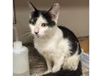 Adopt Blazer 081506S a Domestic Short Hair