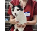 Adopt Blaze 081504S a Domestic Short Hair