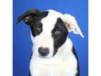 Adopt Alder 062806S a Terrier