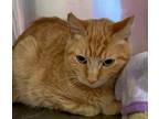 Adopt Tampa a Domestic Short Hair