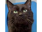 Adopt Gabby H. a Domestic Long Hair