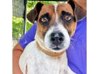 Adopt Norman a Jack Russell Terrier