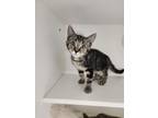Adopt Peanut a Domestic Short Hair