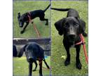 Adopt MOE a Labrador Retriever