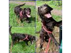 Adopt CURLY a Labrador Retriever