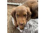 Adopt Remy a Spaniel, Shepherd