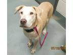 Adopt Donut a Labrador Retriever