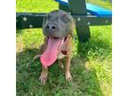 Adopt Bear a Pit Bull Terrier