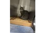 Adopt Fuji a Domestic Short Hair