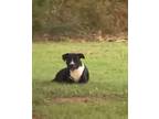 Adopt 56577301 a Terrier, Mixed Breed
