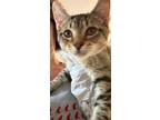 Adopt Tommy a Domestic Short Hair