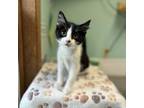 Adopt Cowboy***ADOPTION PENDING*** a Domestic Short Hair