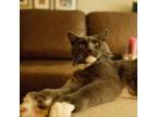 Adopt Clyde--In Foster a Domestic Medium Hair