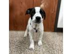 Adopt Tango--In Foster***ADOPTION PENDING*** a Australian Cattle Dog / Blue
