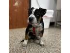 Adopt Whiskey--In Foster a Australian Cattle Dog / Blue Heeler