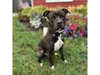 Adopt Rusty a Pit Bull Terrier