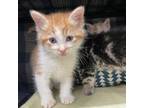 Adopt Okie a Domestic Short Hair