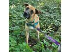 Adopt Dobby a Black Mouth Cur, Mixed Breed