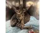 Adopt Trevor a Domestic Short Hair