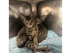 Adopt Alucard a Domestic Short Hair