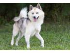 Adopt Acadia a Husky, Shiba Inu
