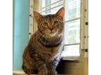 Adopt Eliseo a Domestic Short Hair