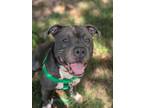 Adopt Prince a Pit Bull Terrier