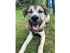 Adopt Cargo a Shepherd, Husky