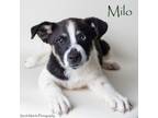 Adopt Milo a Shepherd, Mixed Breed