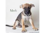 Adopt Mack a Shepherd, Mixed Breed