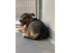 Adopt Tucker a Shepherd, Australian Cattle Dog / Blue Heeler
