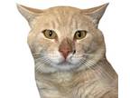 Adopt Jake a Domestic Short Hair