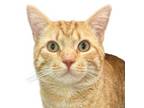 Adopt Rusty a Domestic Short Hair