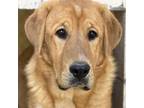 Adopt Strider a Great Pyrenees, Shepherd