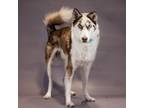 Adopt KUDOS a Siberian Husky