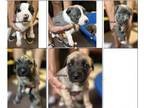 Adopt Puppies! a German Shepherd Dog