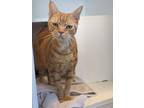Adopt Sunshine a Domestic Short Hair