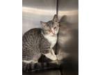 Adopt Spongebob a Domestic Short Hair