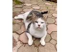 Adopt Marvin a Domestic Short Hair