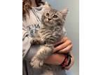 Adopt Jazz a Domestic Short Hair
