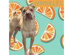 Adopt Wrinkles a Shar-Pei