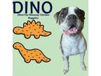 Adopt L-35-24 Dino a Mastiff